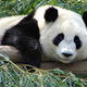 Illustration for article titled We need to stop blaming the Giant Panda for its own extinction